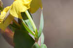 Fourpetal St. Johnswort